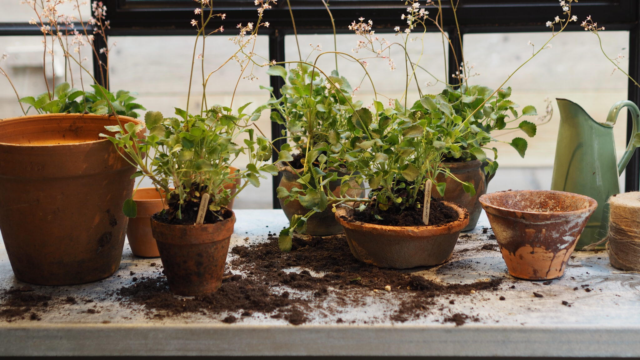 Chelsea Shed by Boon